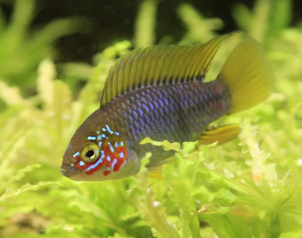 Foto de Apistogramma borellii em ambiente natural ou aquário