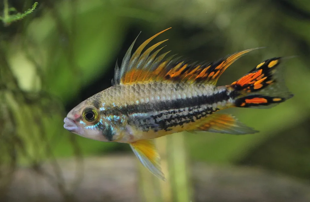 Foto de Apistogramma cacatuoides em ambiente natural ou aquário
