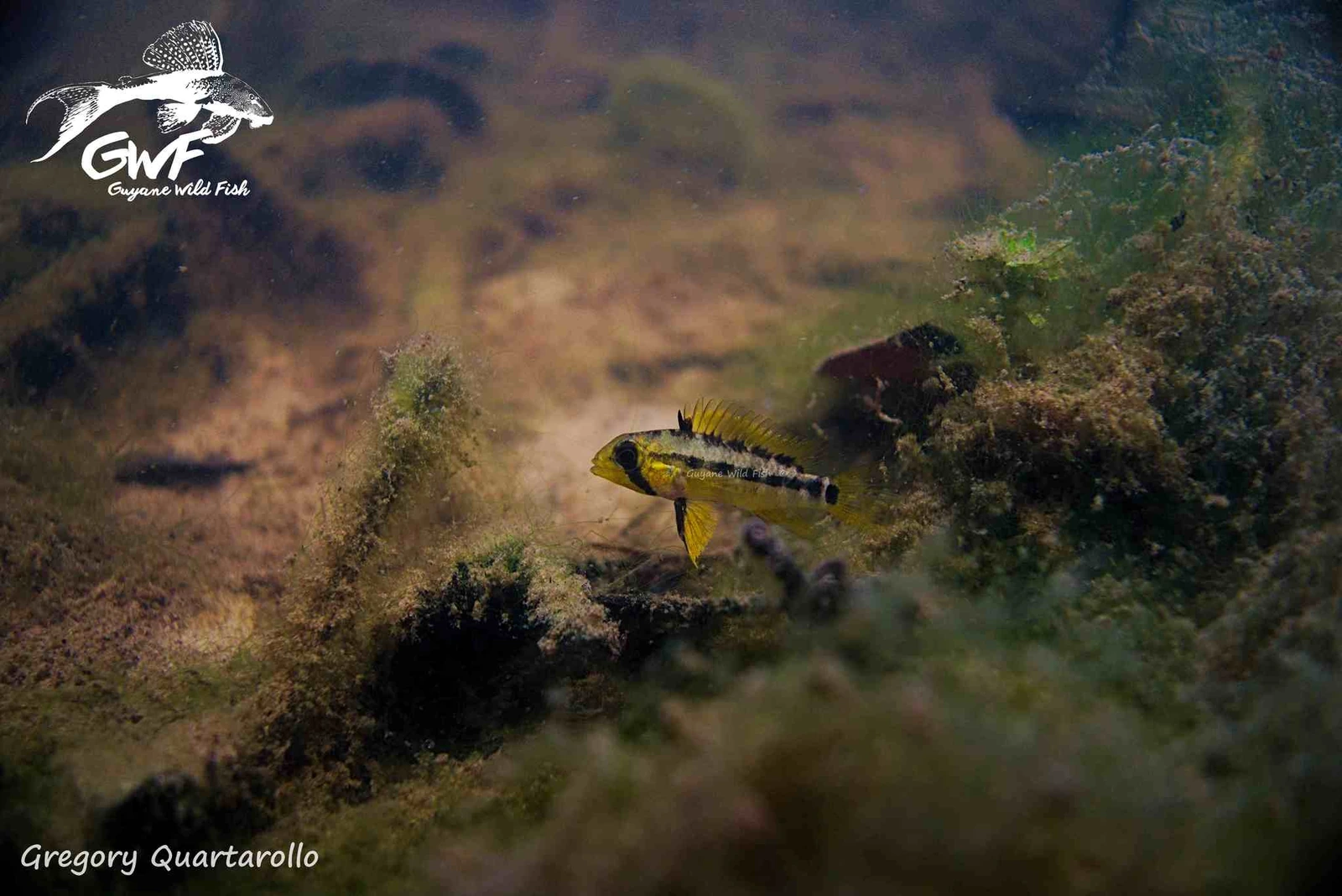 Foto de Apistogramma gossei em ambiente natural ou aquário
