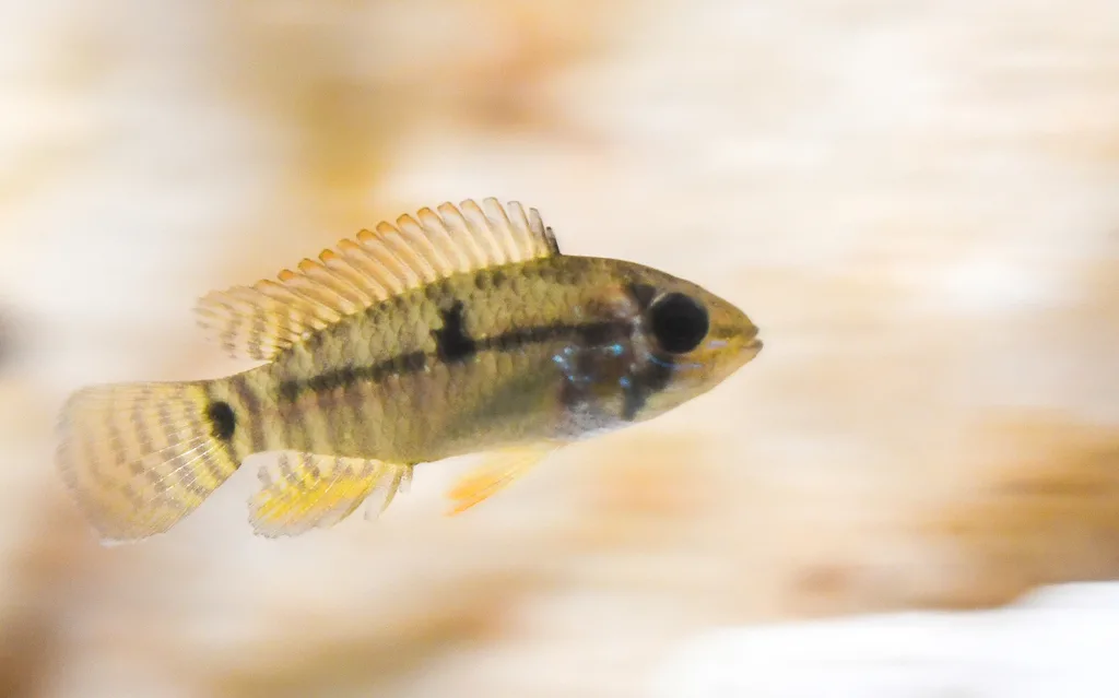 Foto de Apistogramma hippolytae em ambiente natural ou aquário