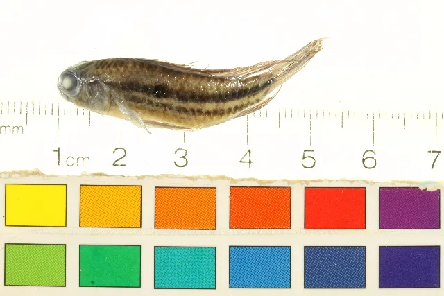Foto de Apistogramma paucisquamis em ambiente natural ou aquário