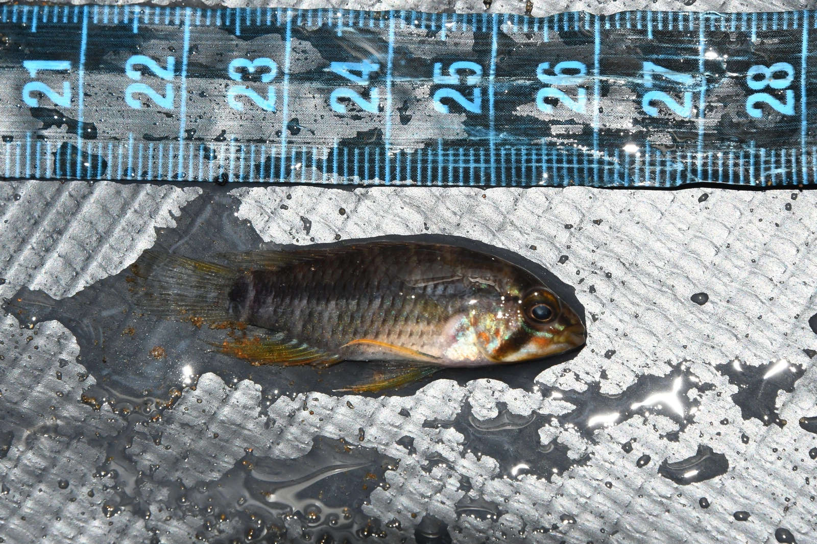 Foto de Apistogramma regani em ambiente natural ou aquário