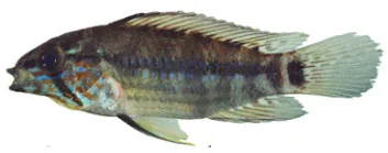 Foto de Apistogramma resticulosa em ambiente natural ou aquário