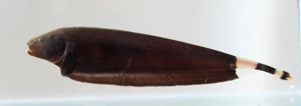 Foto de Apteronotus albifrons em ambiente natural ou aquário