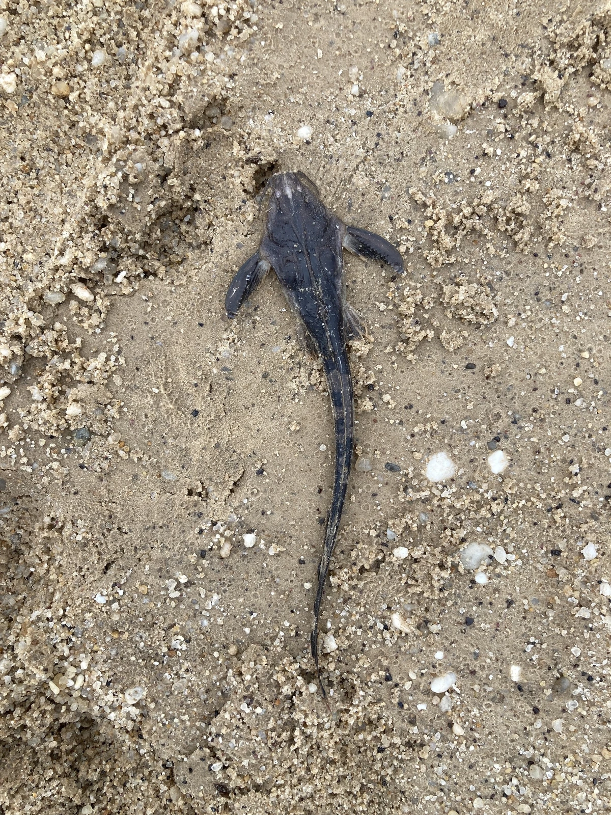 Foto de Aspredinichthys tibicen em ambiente natural ou aquário