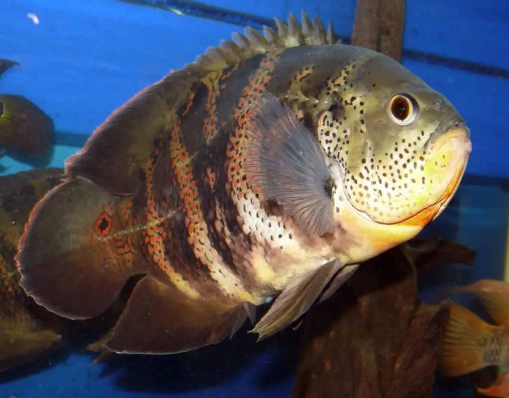 Foto de Astronotus crassipinnis em ambiente natural ou aquário