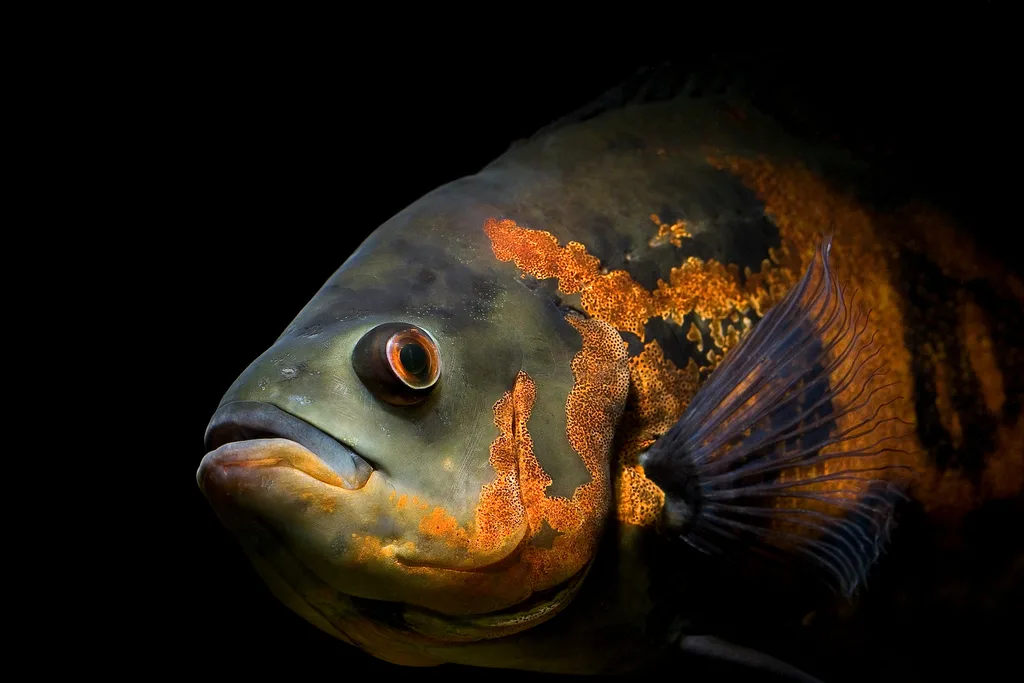 Foto de Astronotus ocellatus em ambiente natural ou aquário