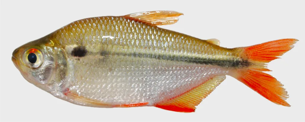 Foto de Astyanax argyrimarginatus em ambiente natural ou aquário