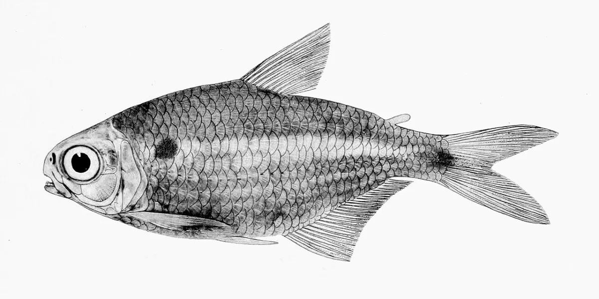 Foto de Astyanax brevirhinus em ambiente natural ou aquário