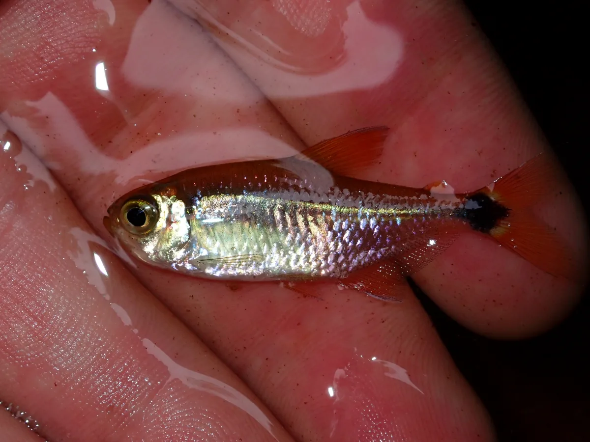 Foto de Astyanax fasciatus em ambiente natural ou aquário