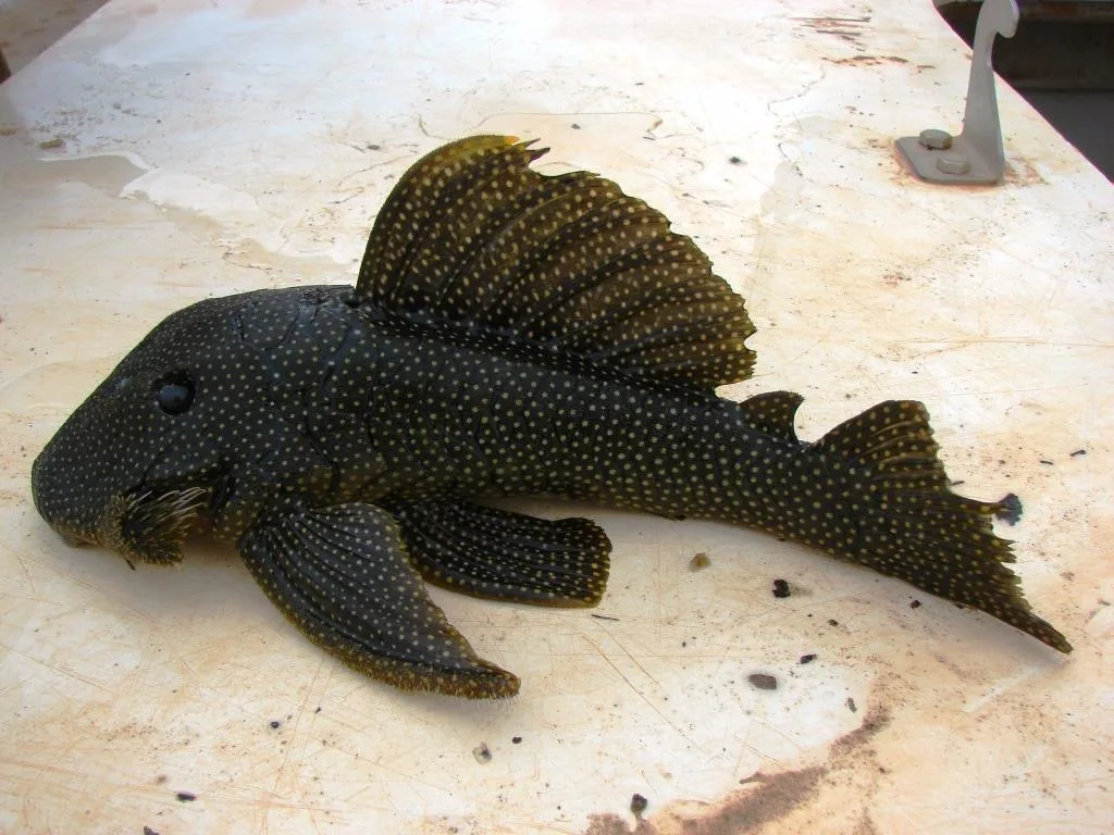 Foto de Baryancistrus niveatus em ambiente natural ou aquário