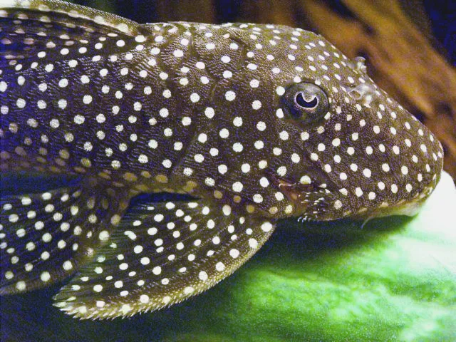 Foto de Baryancistrus xanthellus em ambiente natural ou aquário
