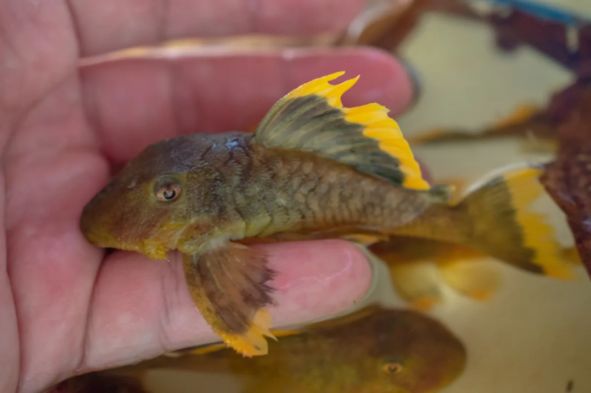 Foto de Baryancistrus chrysolomus em ambiente natural ou aquário
