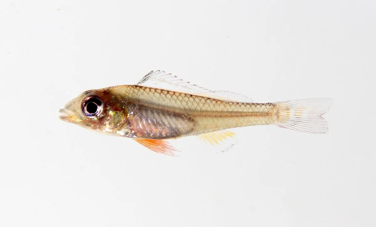 Foto de Biotecus opercularis em ambiente natural ou aquário