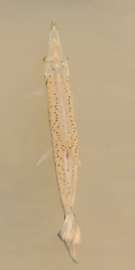 Foto de Boulengerella maculata em ambiente natural ou aquário