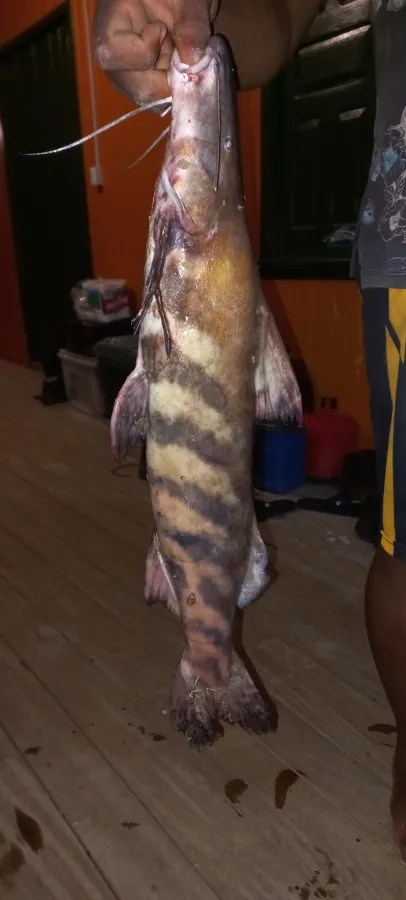 Foto de Brachyplatystoma juruense em ambiente natural ou aquário
