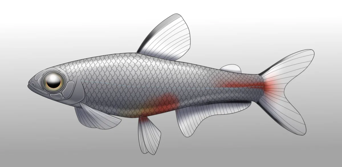 Foto de Brittanichthys axelrodi em ambiente natural ou aquário