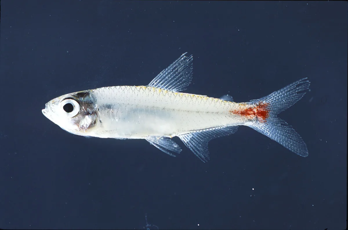 Foto de Brittanichthys myersi em ambiente natural ou aquário