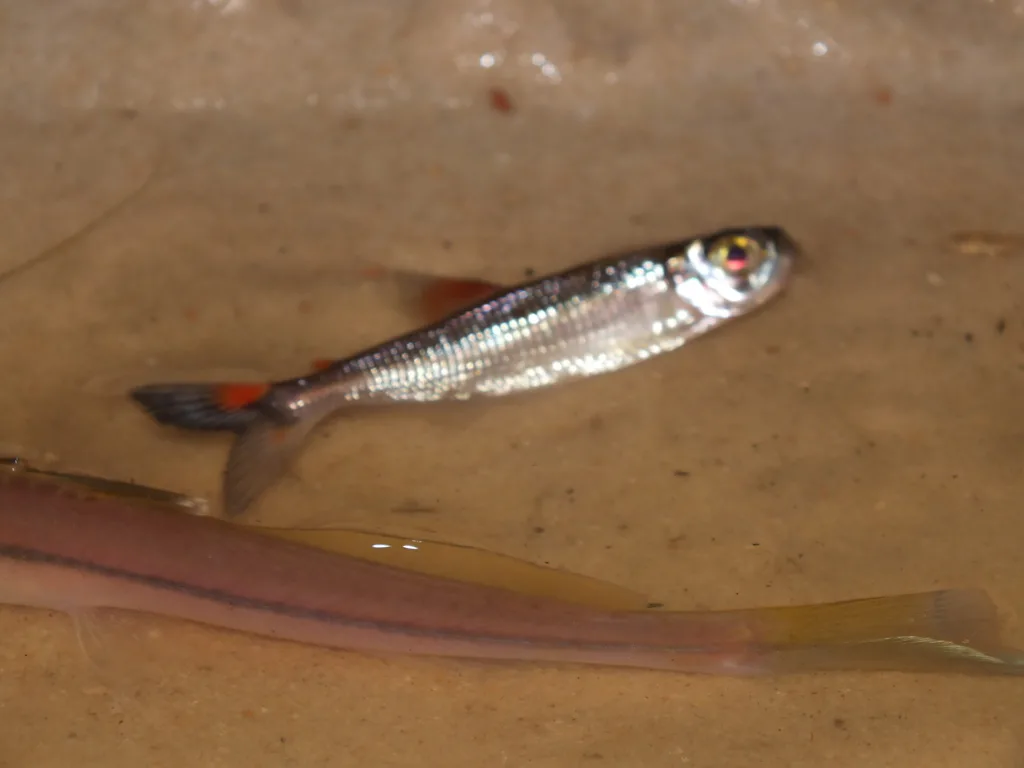 Foto de Bryconops caudomaculatus em ambiente natural ou aquário