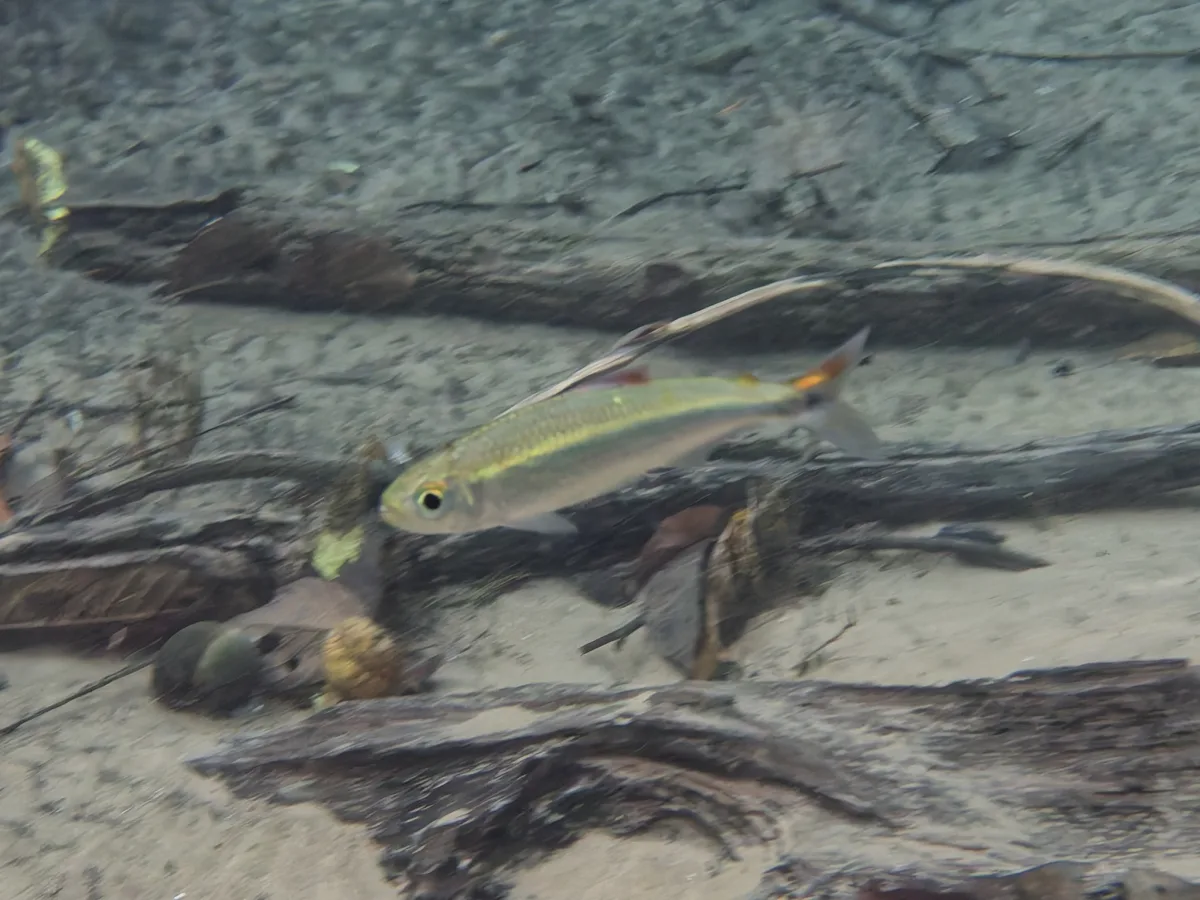 Foto de Bryconops melanurus em ambiente natural ou aquário