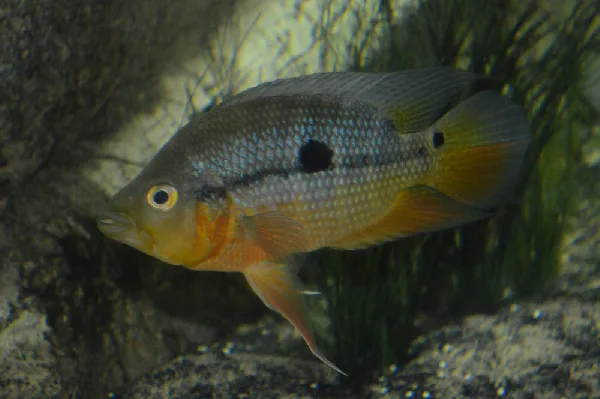 Foto de Caquetaia spectabilis em ambiente natural ou aquário