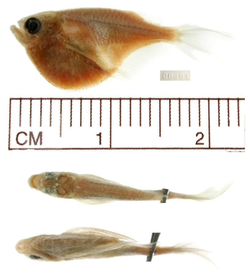 Foto de Carnegiella schereri em ambiente natural ou aquário