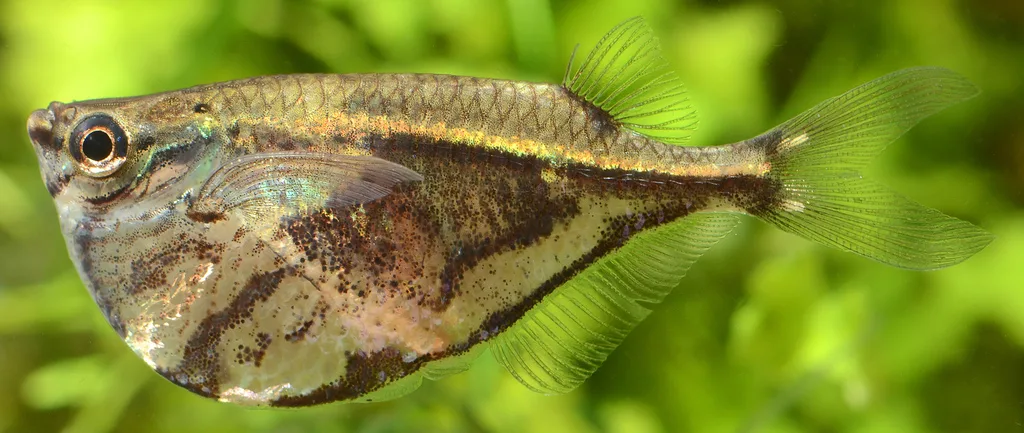 Foto de Carnegiella strigata em ambiente natural ou aquário