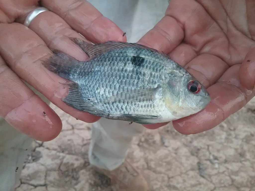 Foto de Chaetobranchopsis orbicularis em ambiente natural ou aquário