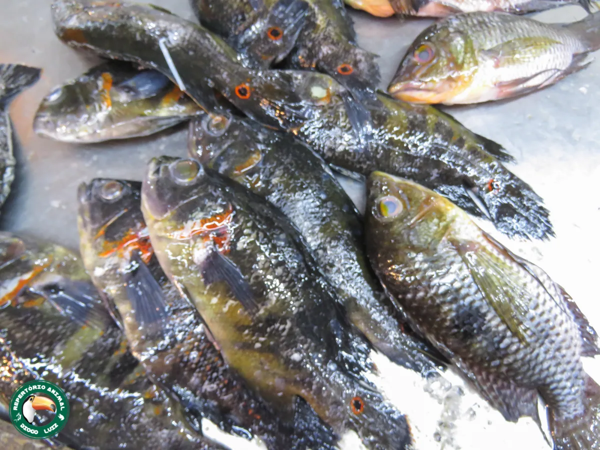 Foto de Chaetobranchus flavescens em ambiente natural ou aquário
