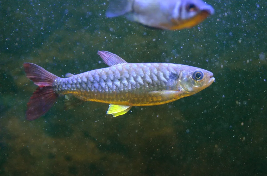 Foto de Chalceus erythrurus em ambiente natural ou aquário