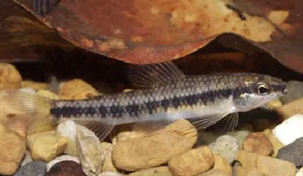 Foto de Characidium fasciatum em ambiente natural ou aquário