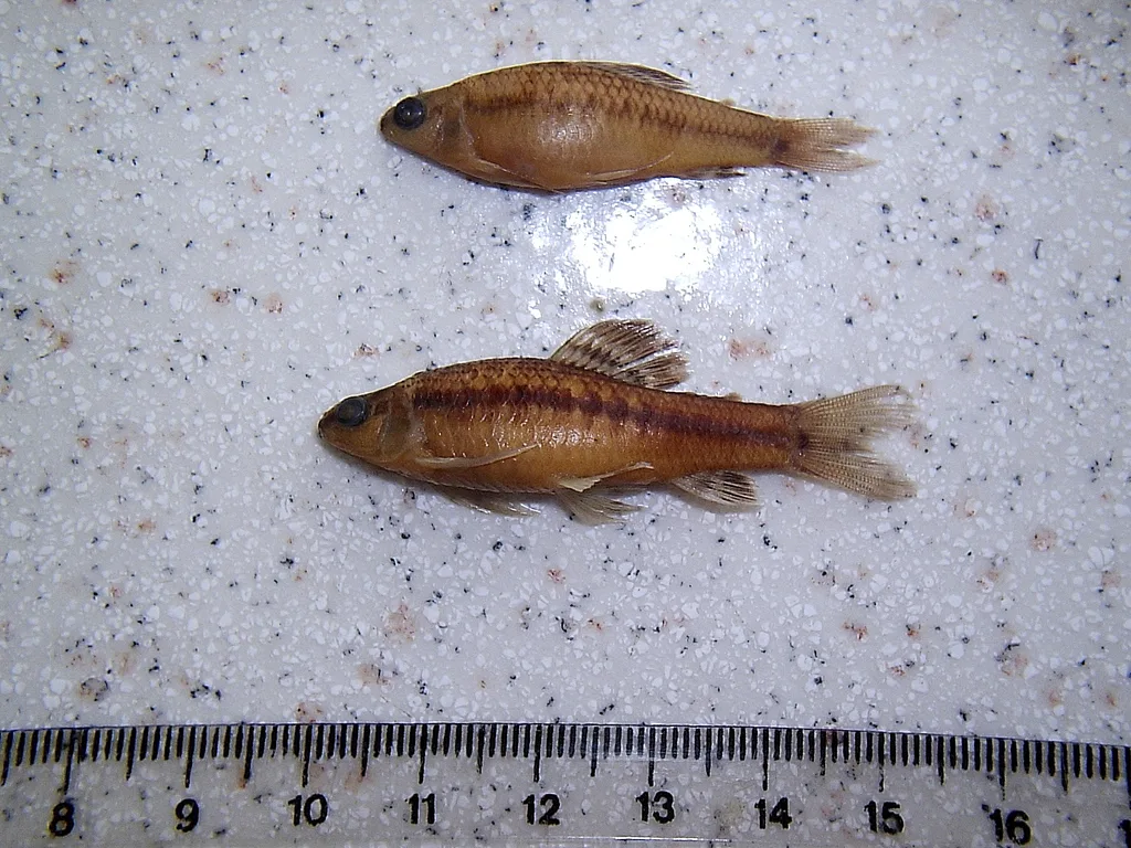 Foto de Characidium interruptum em ambiente natural ou aquário