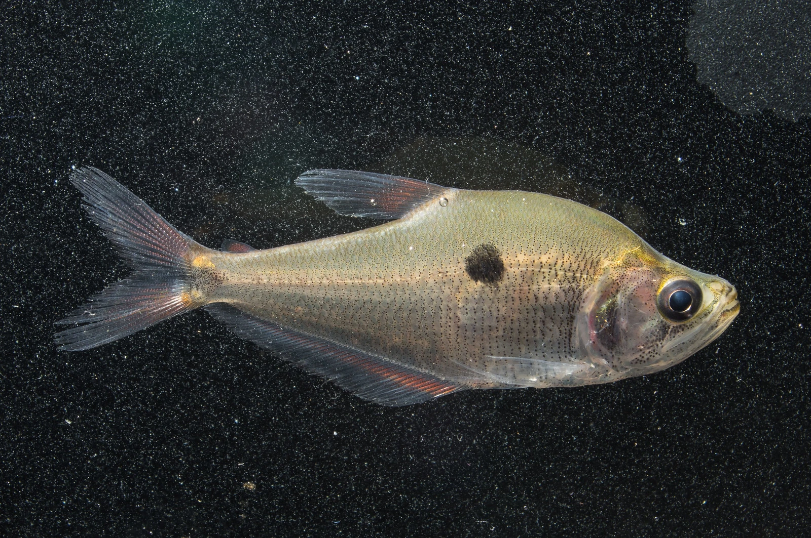 Foto de Charax gibbosus em ambiente natural ou aquário