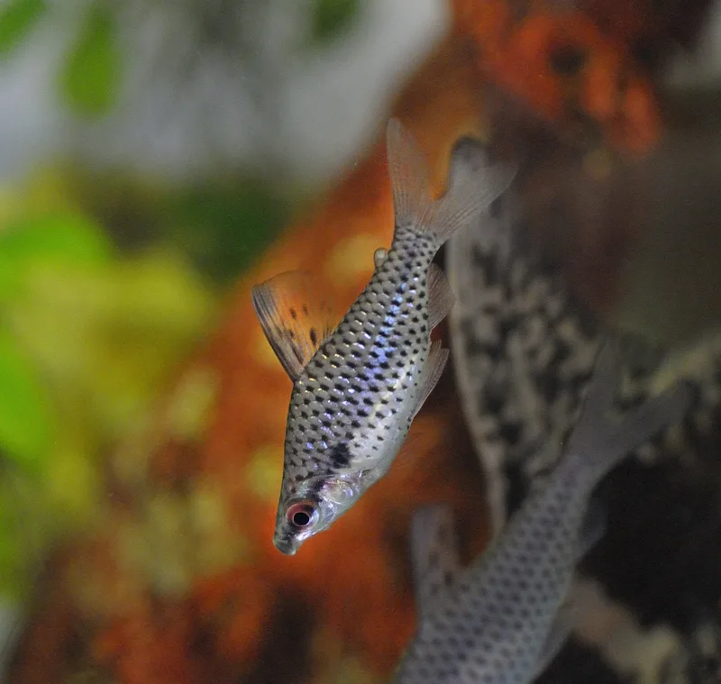 Foto de Chilodus punctatus em ambiente natural ou aquário