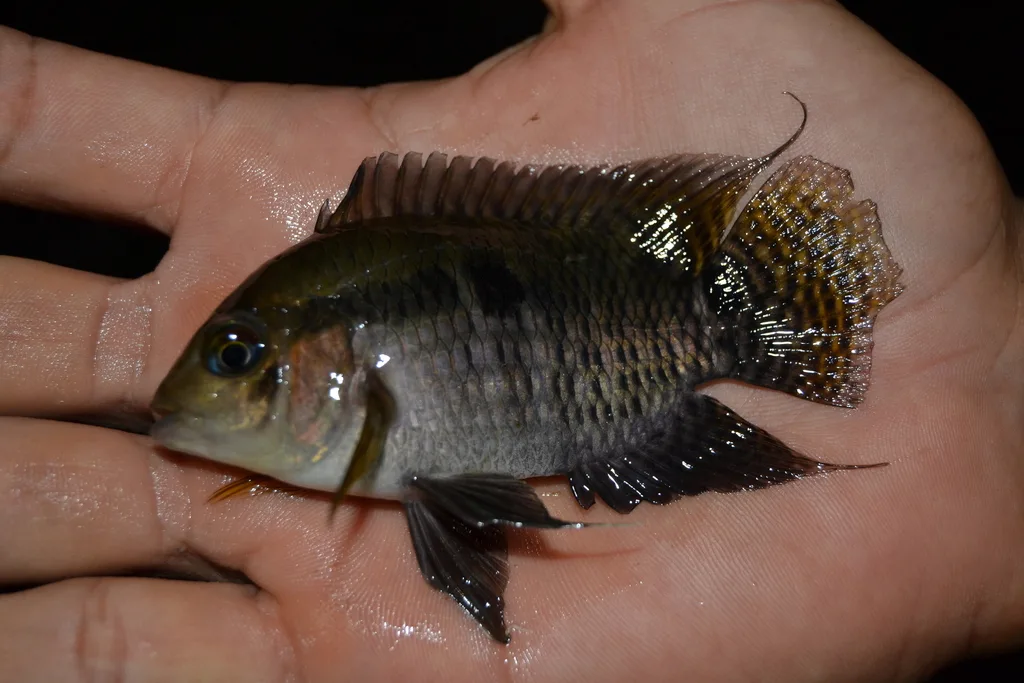 Foto de Cichlasoma amazonarum em ambiente natural ou aquário