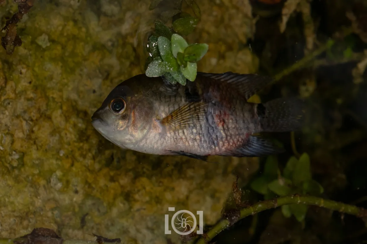 Foto de Cichlasoma bimaculatum em ambiente natural ou aquário