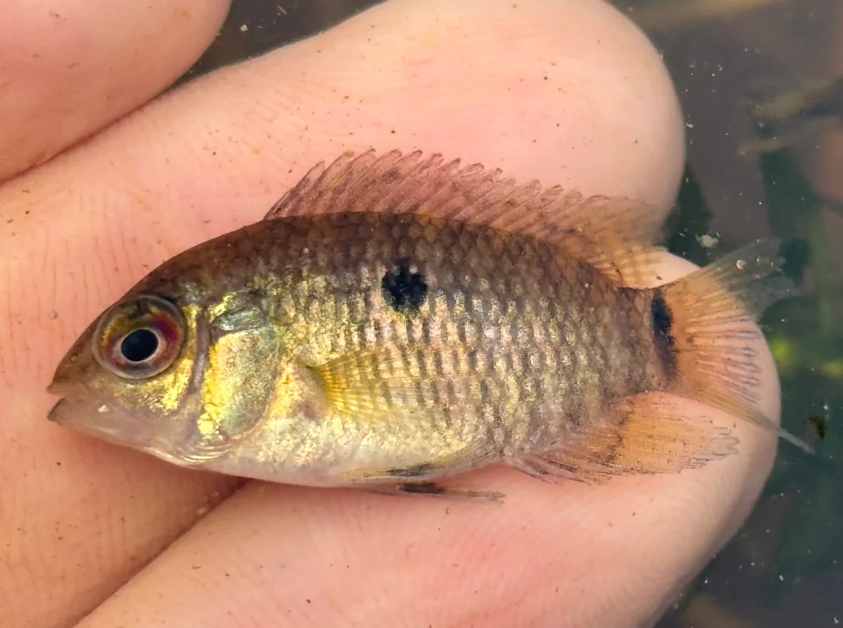 Foto de Cichlasoma dimerus em ambiente natural ou aquário