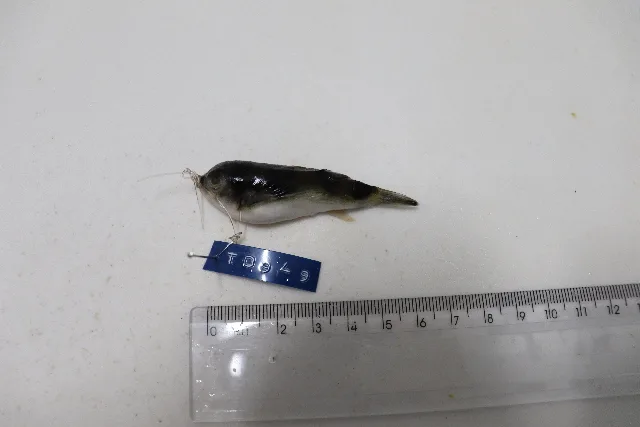 Foto de Colomesus asellus em ambiente natural ou aquário