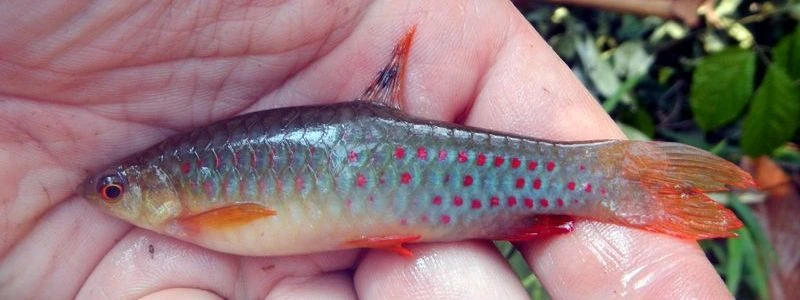 Foto de Copeina guttata em ambiente natural ou aquário