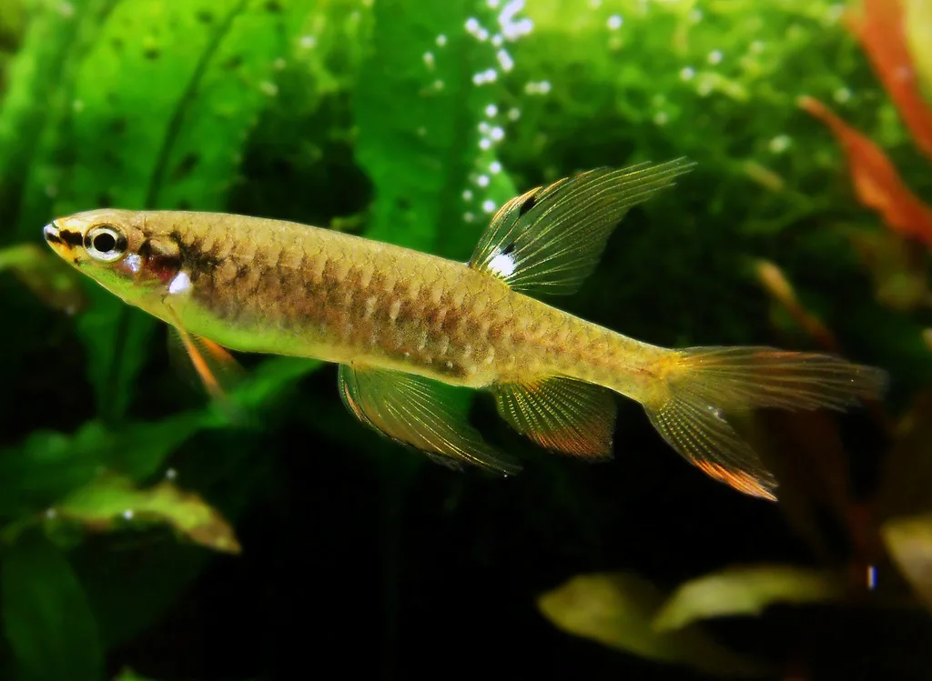 Foto de Copella arnoldi em ambiente natural ou aquário