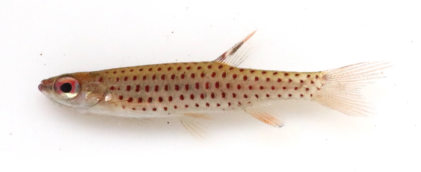 Foto de Copella nattereri em ambiente natural ou aquário