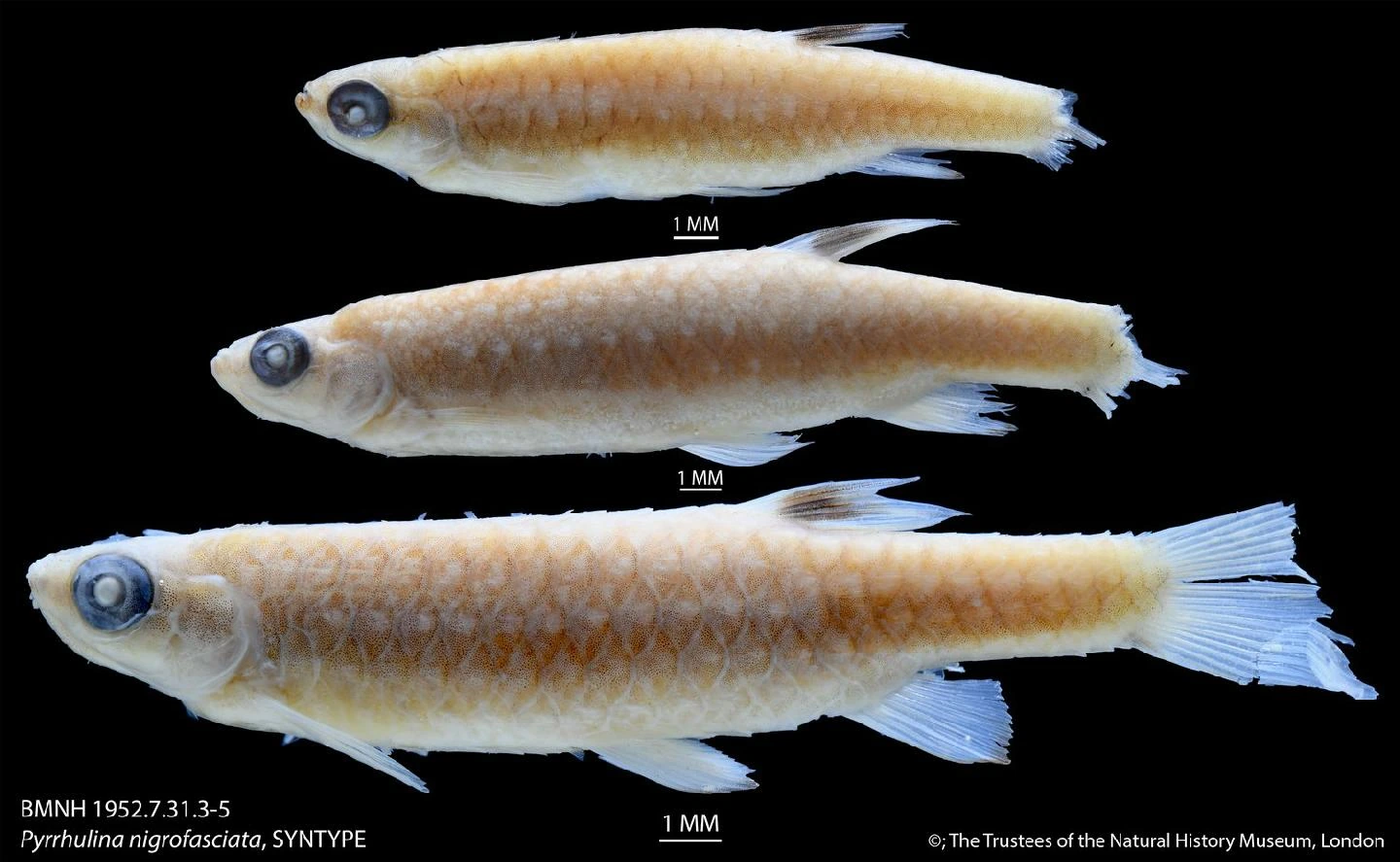 Foto de Copella nigrofasciata em ambiente natural ou aquário