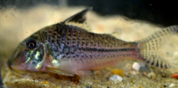 Foto de Corydoras acutus em ambiente natural ou aquário