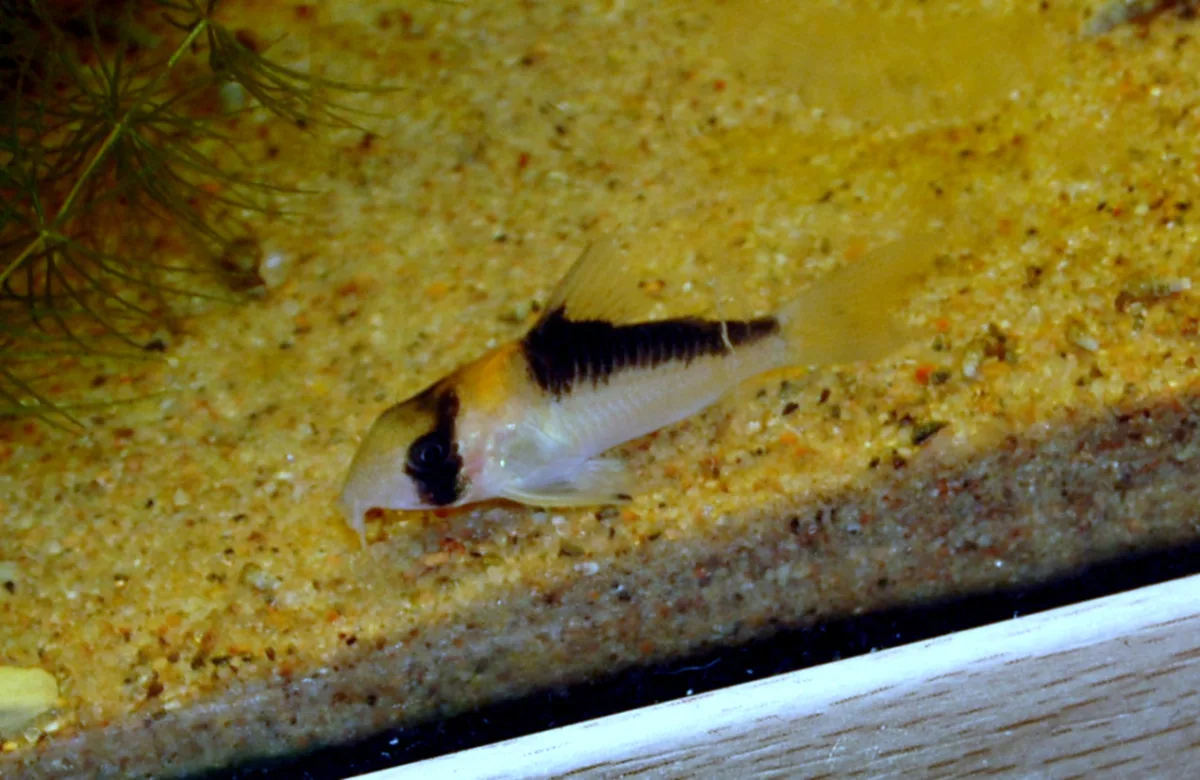 Foto de Corydoras adolfoi em ambiente natural ou aquário