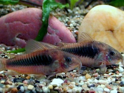 Foto de Corydoras aeneus em ambiente natural ou aquário
