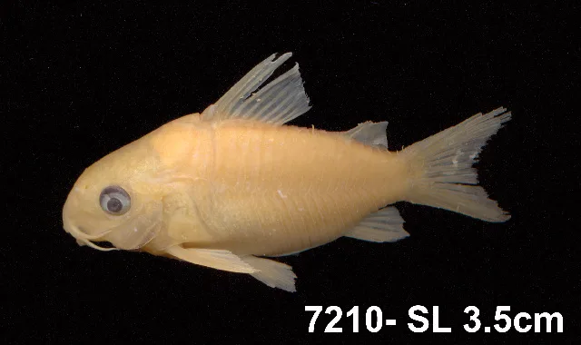 Foto de Corydoras agassizii em ambiente natural ou aquário