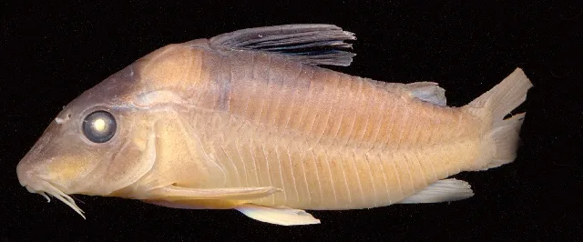 Foto de Corydoras amandajanea em ambiente natural ou aquário