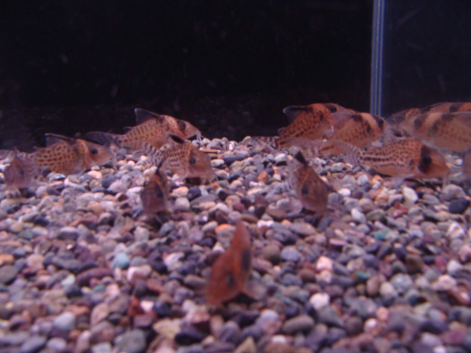 Foto de Corydoras ambiacus em ambiente natural ou aquário