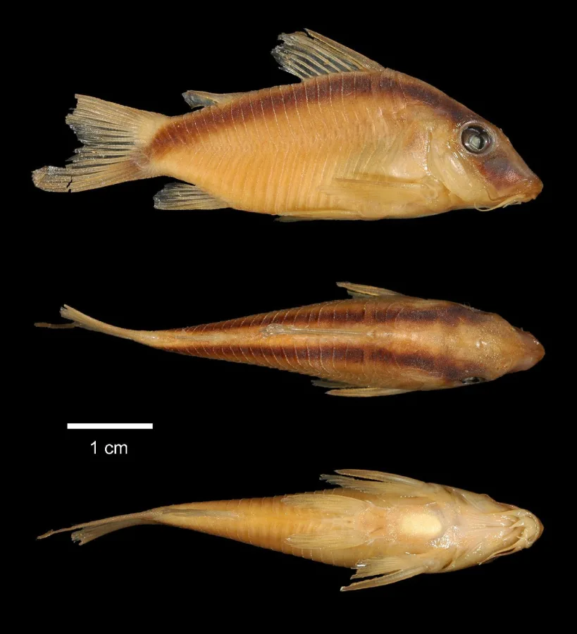 Foto de Corydoras arcuatus em ambiente natural ou aquário