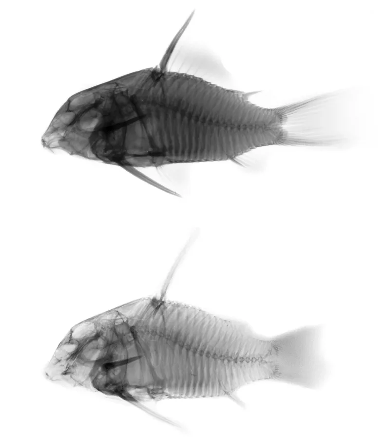 Foto de Corydoras concolor em ambiente natural ou aquário